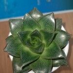 Echeveria purpusiorum Leaf