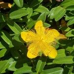 Hypericum calycinum Flor