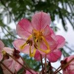 Cassia javanica Blüte