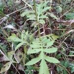 Serratula tinctoria Fuelha