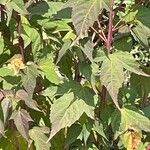 Hibiscus moscheutos Blatt