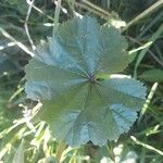 Althaea hirsuta 葉