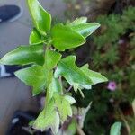 Cymbalaria muralis 葉