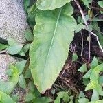 Chaptalia nutans Yaprak