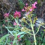 Valeriana rubra Frucht