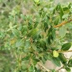 Buxus sempervirens Ліст