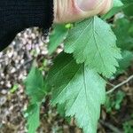 Crataegus submollis Folha