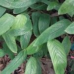 Ctenanthe compressa Hoja