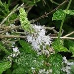 Mentha suaveolens Квітка