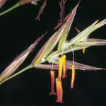 Bromus erectus Blüte