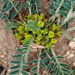 Astragalus caprinus Folla