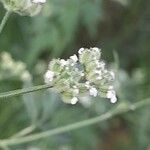 Torilis arvensis Fruit