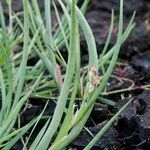 Juncus heterophyllus Frukt