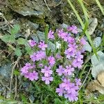 Erinus alpinus Blüte