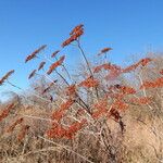 Eriogonum multiflorum Habit