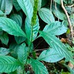 Ecbolium viride Habit