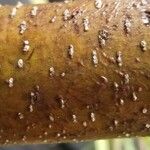 Banksia robur बार्क (छाल)