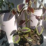 Oxalis hedysaroides Leaf