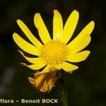 Senecio ruthenensis Floare