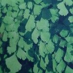 Adiantum capillus-veneris Hoja