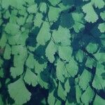 Adiantum capillus-veneris 叶