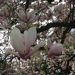 Magnolia x soulangeana Άλλα