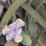 Dietes iridioidesFlower