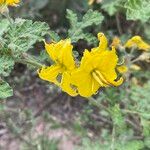 Solanum rostratum Žiedas