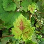 Rubus alceifolius Levél