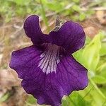 Pinguicula grandiflora Blodyn