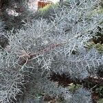 Cupressus arizonica GreeneЛисток