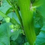 Malva verticillata Écorce