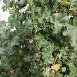 Malva parviflora पत्ता