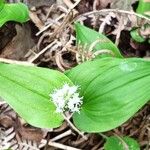 Maianthemum bifolium Листок