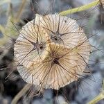 Lomelosia stellata Mbuma