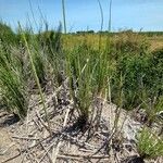 Equisetum giganteum Ліст