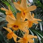 Dendrobium chrysotoxum Blüte