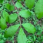 Carya tomentosa Folha