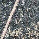 Microchloa kunthii Blüte