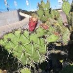 Opuntia oricola ഫലം