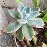 Echeveria elegansLeaf