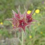Trifolium stellatum Fruit