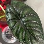 Alocasia baginda Levél