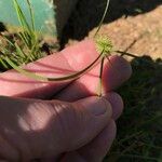 Cyperus hortensis Flor