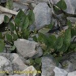 Dioscorea pyrenaica Other