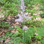 Astilbe rubra Blomma