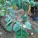 Solanum aethiopicum Leaf