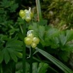 Allium paradoxum Fruit