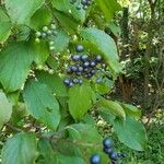 Cornus amomum Fruit