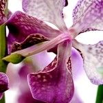 Vanda coerulescens Cvet